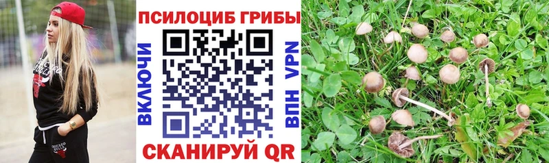 Псилоцибиновые грибы GOLDEN TEACHER  продажа наркотиков  Дагестанские Огни 